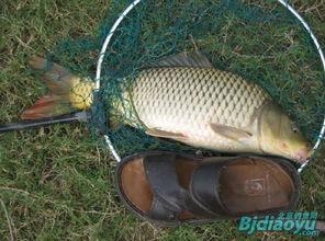 重庆大鲤鱼爆料最新消息,揭秘神秘事件背后真相